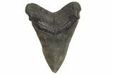 Fossil Megalodon Tooth - South Carolina #214663-2